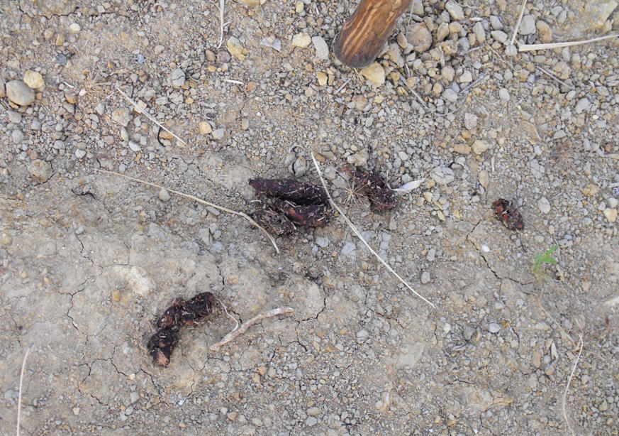 Conferma fatta di volpe